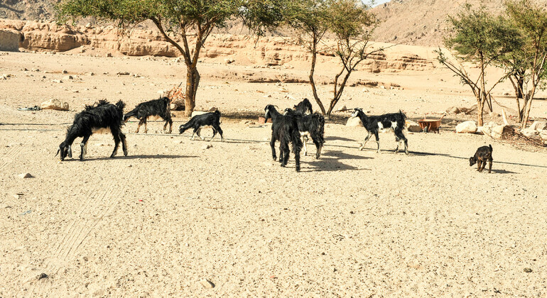 Jeep Safari & BBQ im alten Beduinendorf Ägypten — #14