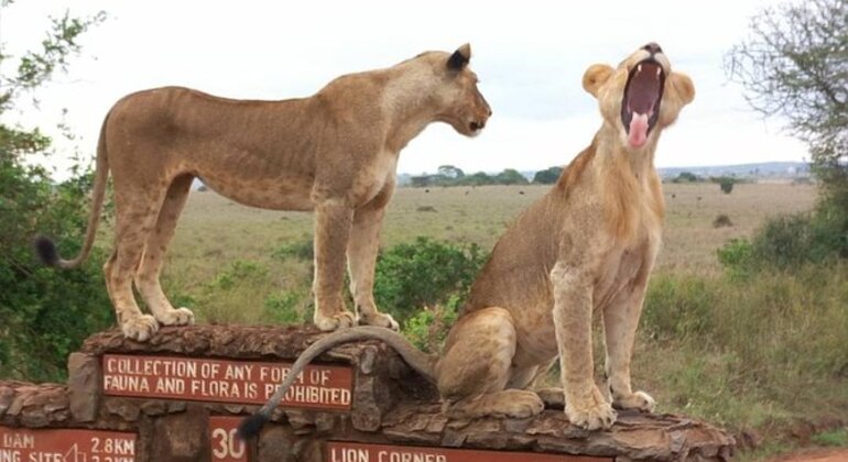 Nationalpark in der Stadt Kenia — #3