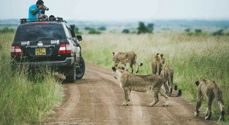 Nationalpark in der Stadt Kenia — #4