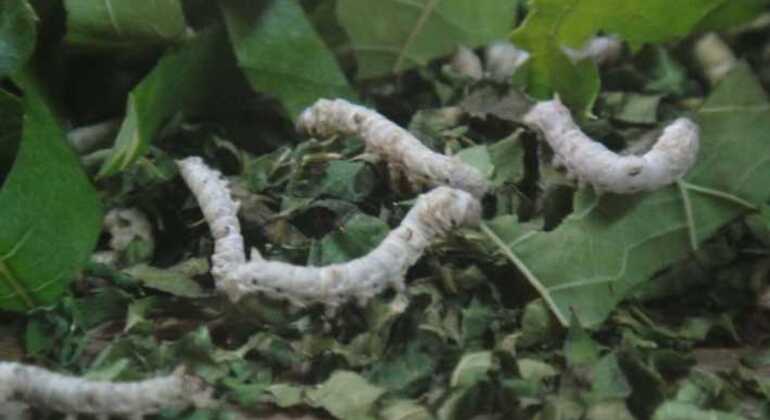 Discover Silk Process in Hoi An Silk Village Vietnam — #8