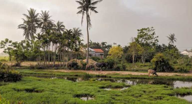 Visita guiada ao campo em mota Vietname — #4