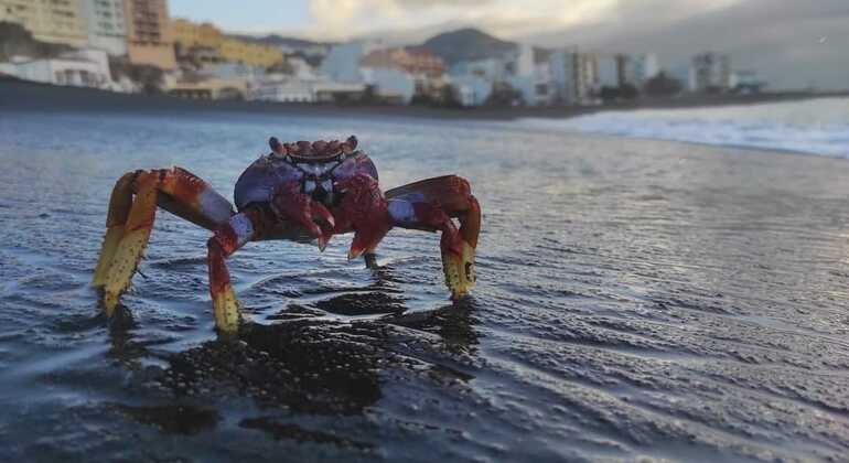 Free-Tour-Santa-Cruz-de-La-Palma-7