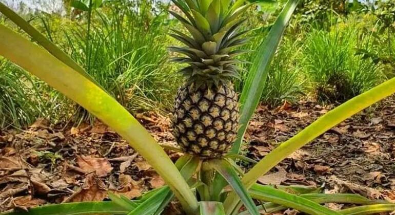 Organic Spice Farm Tour in Zanzibar Tanzania &mdash; #2