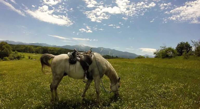 Desde Sofía : Paseos a caballo en Rila