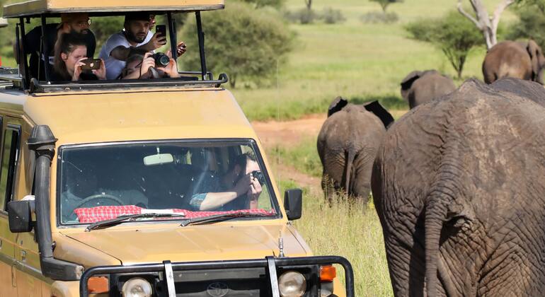 Excursão natural ao Parque Nacional de Nairobi Organizado por Shadrack Danga