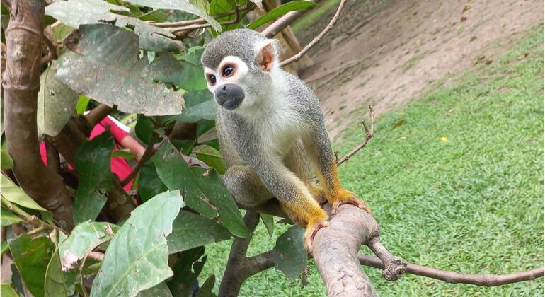 Dia inteiro na Ilha dos Macacos Organizado por Canopy Tours Iquitos