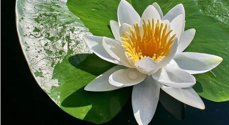 Fauna, aves y paseo en barco por el lago Lotus Turquía &mdash; #3
