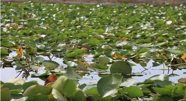 Fauna, aves y paseo en barco por el lago Lotus Turquía &mdash; #4
