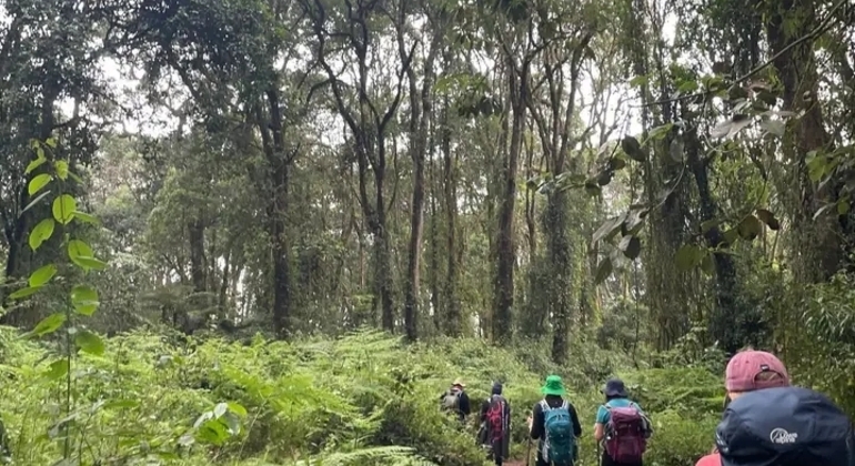 Kilimanjaro Experience Lemosho Route 3 Days Tanzania — #2