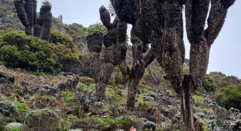 Kilimanjaro Experience Lemosho Route 3 Days Tanzania — #4