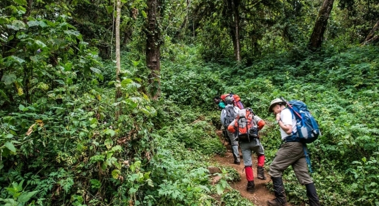 Kilimanjaro Experience Lemosho Route 3 Days Tanzania — #5