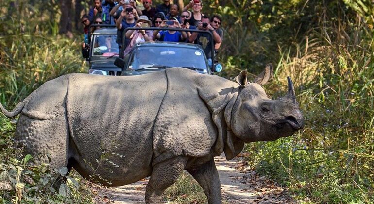 Safari a Chitwan - 1 giorno Fornito da Prem Lamichhane