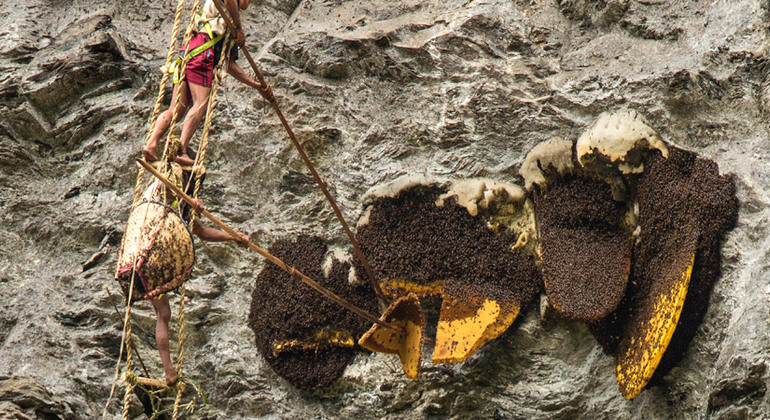 Cacería de Miel Silvestre en Lamjung - 7 Días