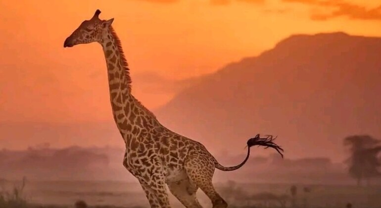 Tanzania Safari Parco Nazionale di Arusha Viaggio di un giorno