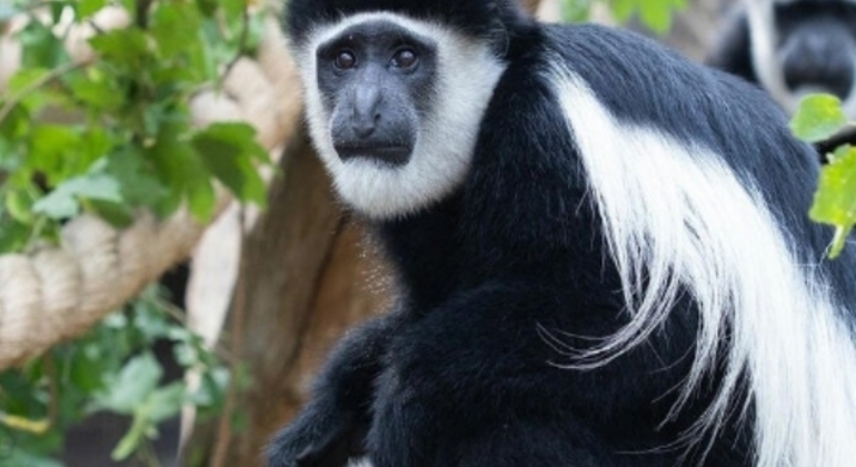 Safari en Tanzanie Excursion d'une journée dans le parc national d'Arusha Tanzanie — #5