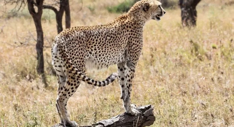 Tansania Safari Tarangire National Park Tagesausflug