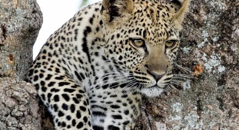 Safari en Tanzanie Excursion d'une journée dans le parc national du Tarangire Tanzanie — #2