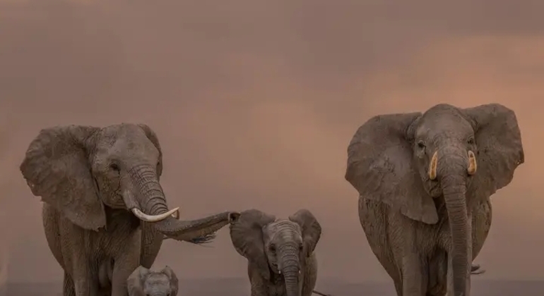 Safari en Tanzanie Excursion d'une journée dans le parc national du Tarangire Tanzanie — #3