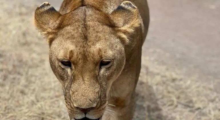 Safari en Tanzanie Excursion d'une journée dans le parc national du Tarangire Tanzanie — #4