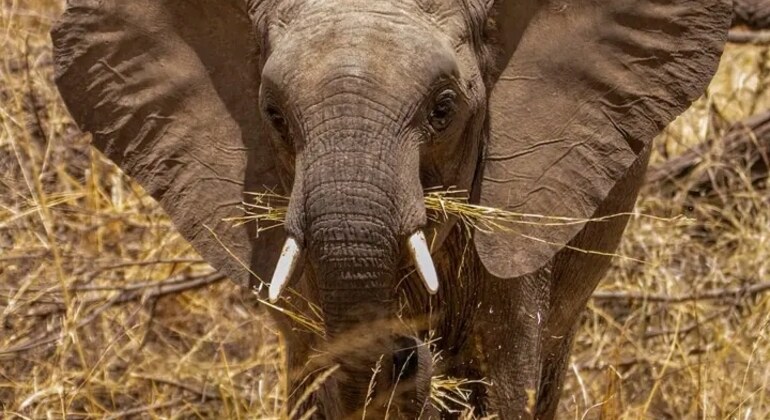 Safari en Tanzanie Excursion d'une journée dans le parc national du Tarangire Tanzanie — #5
