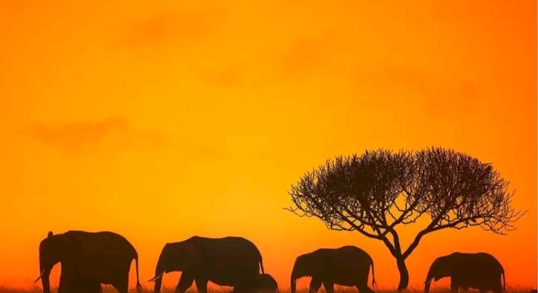 Safari en Tanzanie Excursion d'une journée dans le parc national du Tarangire Tanzanie — #6