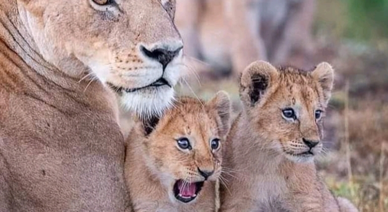 Safari en Tanzanie Excursion d'une journée dans le parc national du Tarangire Tanzanie — #7
