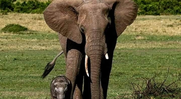 Safari en Tanzanie Excursion d'une journée dans le parc national du Tarangire Tanzanie — #8
