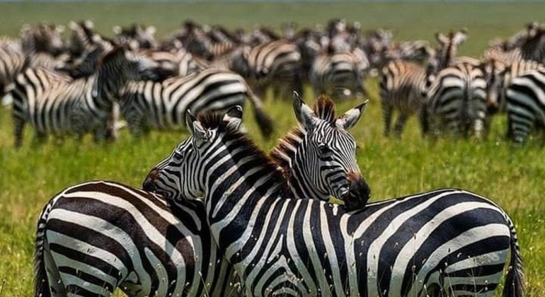 Tansania Safari Ngorongoro Krater Tagesausflug Tansania — #3