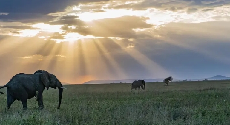 Tansania Safari Ngorongoro Krater Tagesausflug Tansania — #7