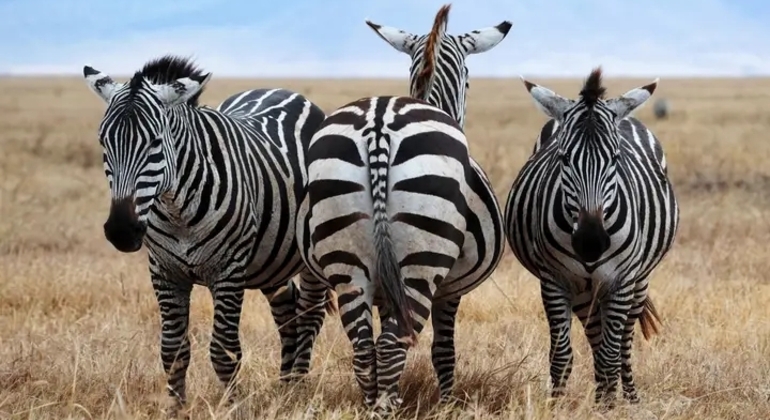 Tansania Safari Ngorongoro Krater Tagesausflug Tansania — #8