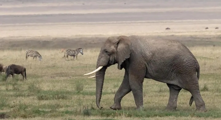 Tansania Safari Ngorongoro Krater Tagesausflug Tansania — #9