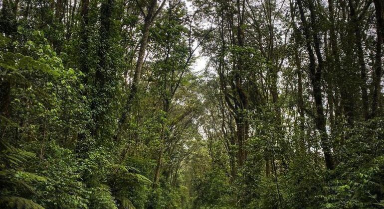 Teste do Monte Kilimanjaro Rota Marangu 2 dias Tanzânia — #11