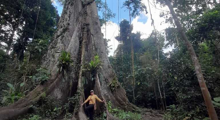 Giornata intera dedicata alla vita selvaggia Fornito da Canopy Tours Iquitos