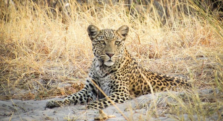 Full Day Chobe Trip From Livingstone Town Provided by Action Bike Tours And Safari