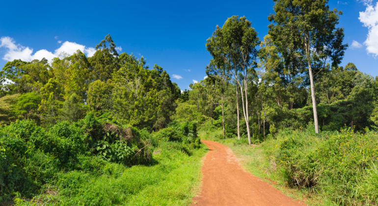Recorrido gratuito por la naturaleza y la vida salvaje del bosque/cascada Ubern de Nairobi Kenia — #6