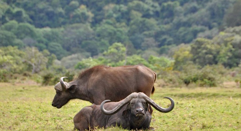 Esplorate le bellezze naturali di Arusha Tanzania &mdash; #2