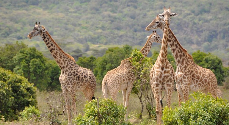 Esplorate le bellezze naturali di Arusha Tanzania &mdash; #3