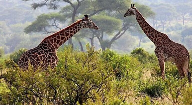 Esplorate le bellezze naturali di Arusha Tanzania &mdash; #4