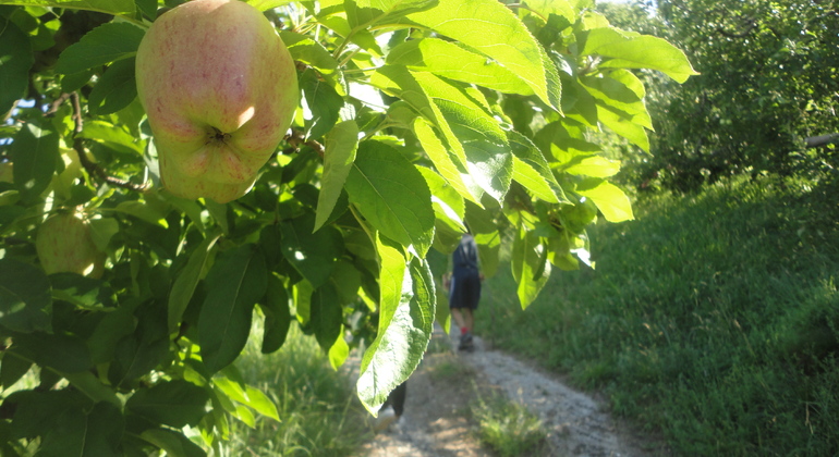 Wandern und Yogieren in der Natur Athens