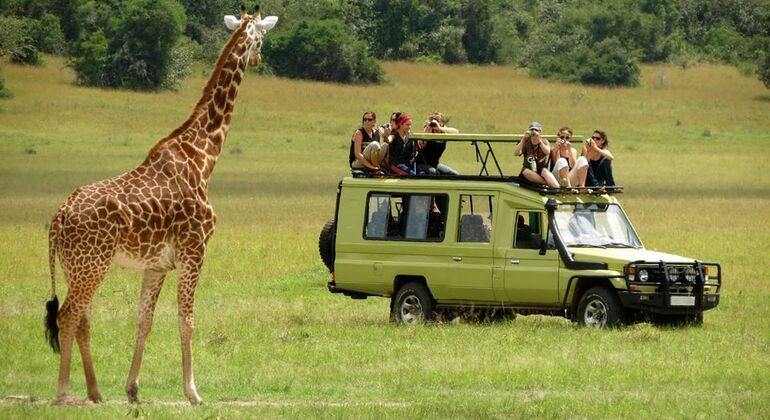Safari na Tanzânia - 3 dias  Organizado por Samson Simon