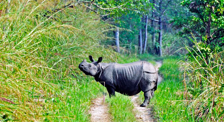 3 Tage Chitwan Safari Tour von Kathmandu aus Bereitgestellt von Prem Lamichhane