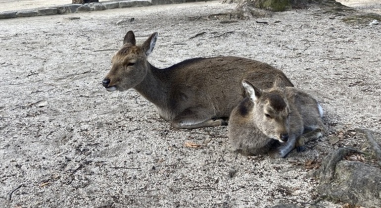 Excursión a Hiroshima y la isla de Miyajima Japón &mdash; #5