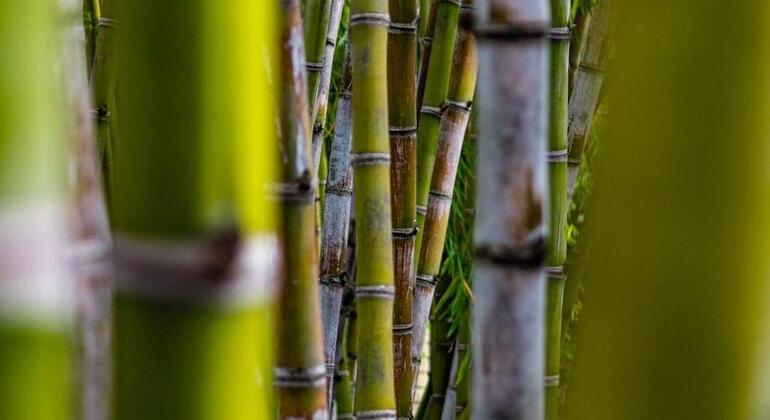 El famoso recorrido gratuito por el centro de Medellín Colombia — #8