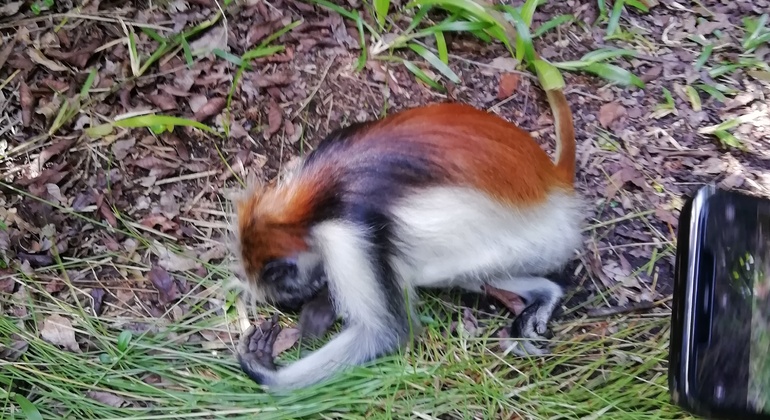 Visite du parc national de la forêt de Jozani Tanzanie &mdash; #2