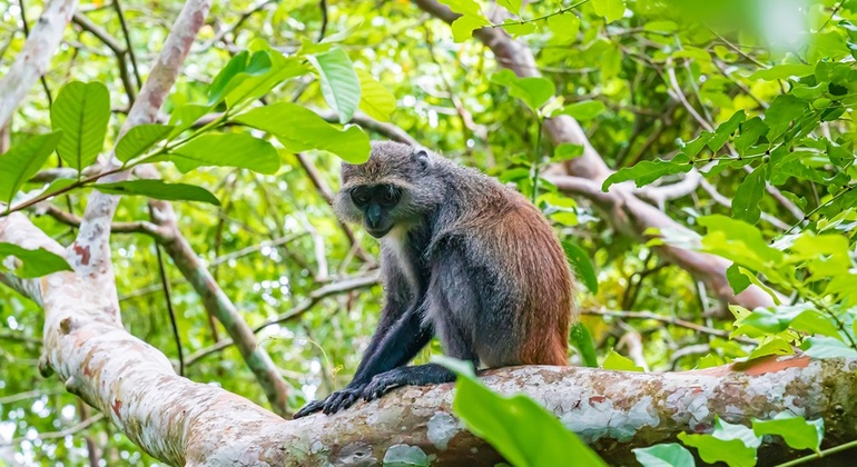 Visite du parc national de la forêt de Jozani Tanzanie &mdash; #7