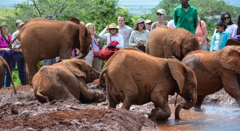 Nairobi City Highlights: Guided Day Tour