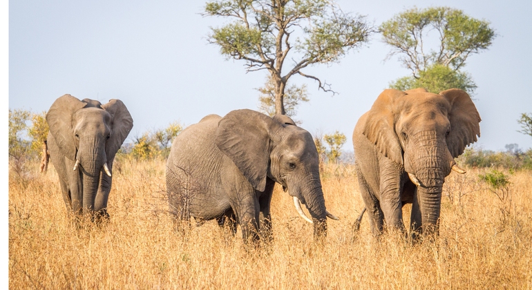 Schwarze Geschichte Ghanas in Accra Ghana — #5