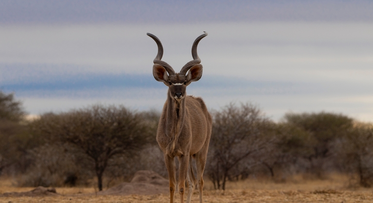 Schwarze Geschichte Ghanas in Accra Ghana — #6