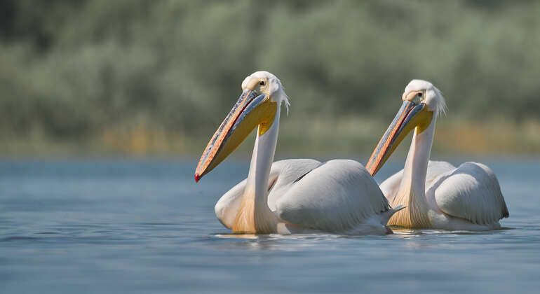 Tour privato di birdwatching e fotografia vicino a Costanza, Romania