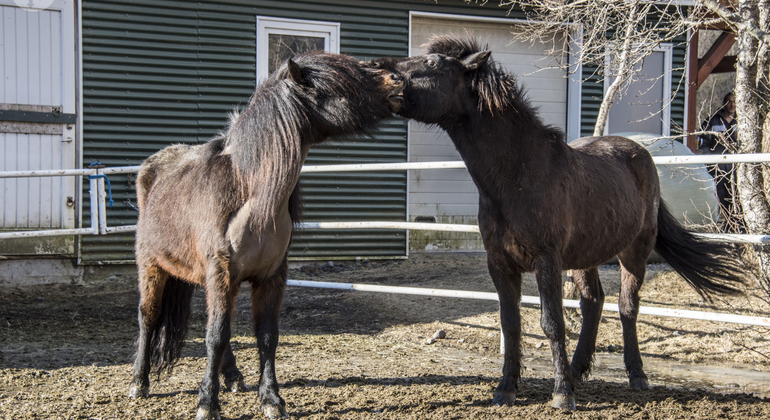 golden-circle-small-group-tour-es-3